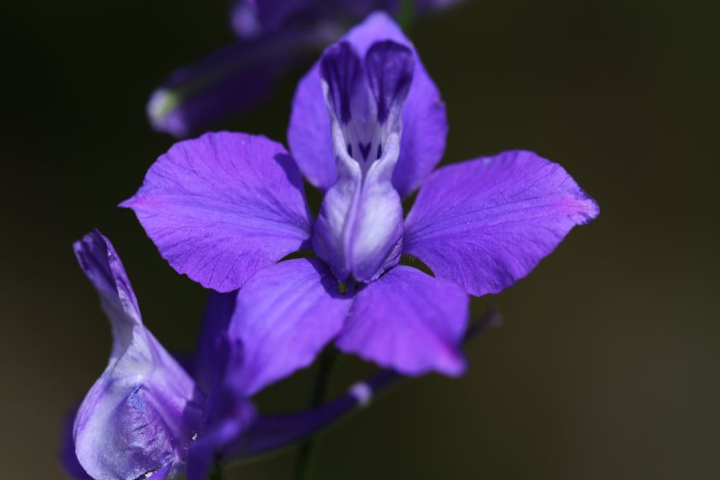 Delphinium ajacis  / Speronella Fior-cappuccio